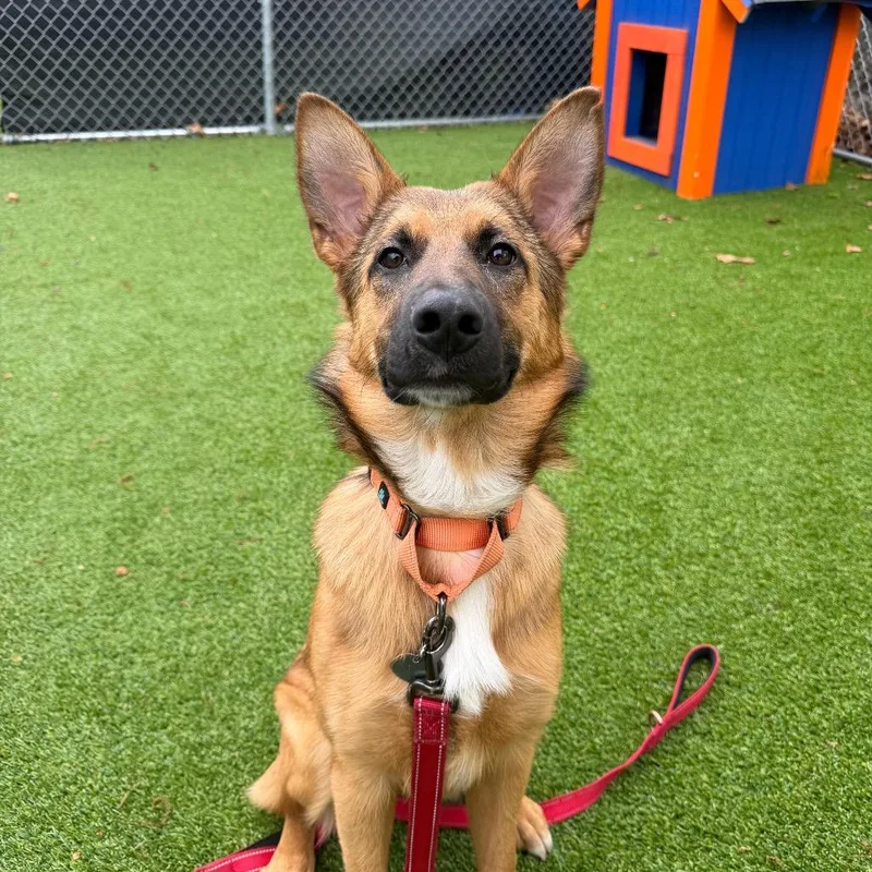A young medium-sized female Golden German Shepherd Dog dog named Aspen for adoption in Warwick, RI