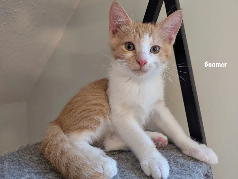 A baby medium-sized male Orange & White Domestic Short Hair cat named Boomer for adoption in East Hartford , CT
