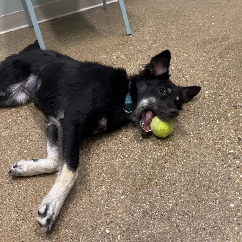 A young medium-sized female Black Mixed Breed dog named Raven for adoption in Skokie, IL