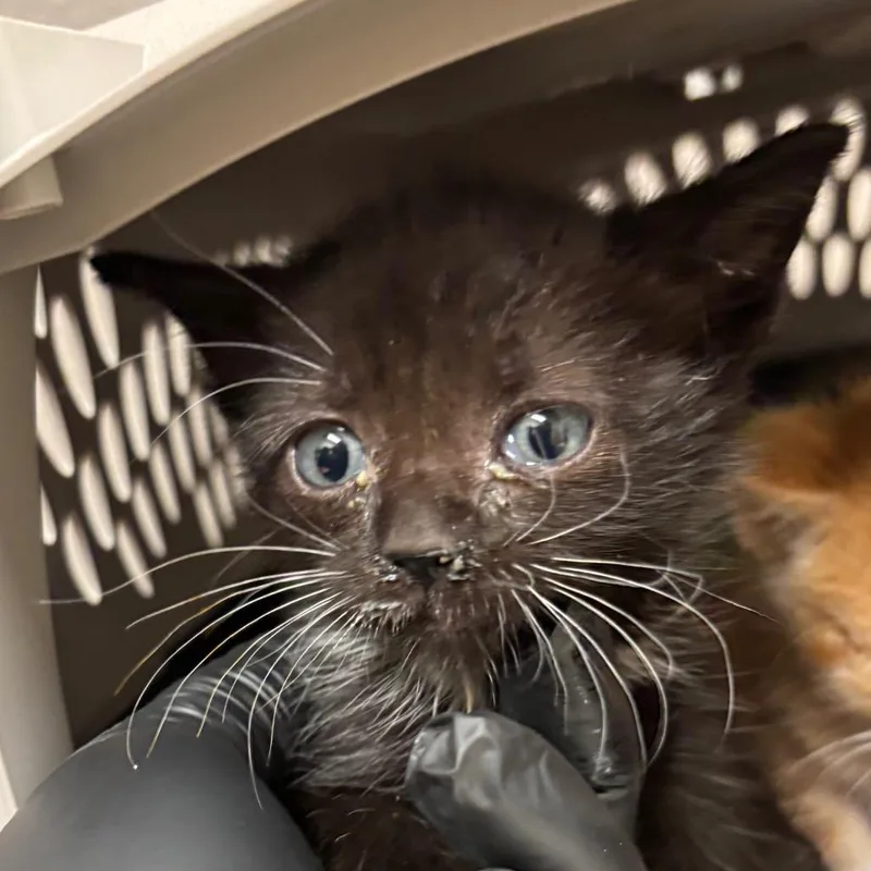 A baby small-sized male Domestic Medium Hair cat named Bat for adoption in Reno, NV