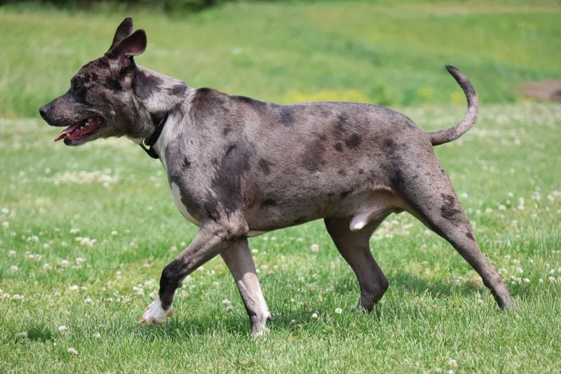 An adult large-sized male Mixed Breed dog named Fenrir for adoption in Columbia, TN