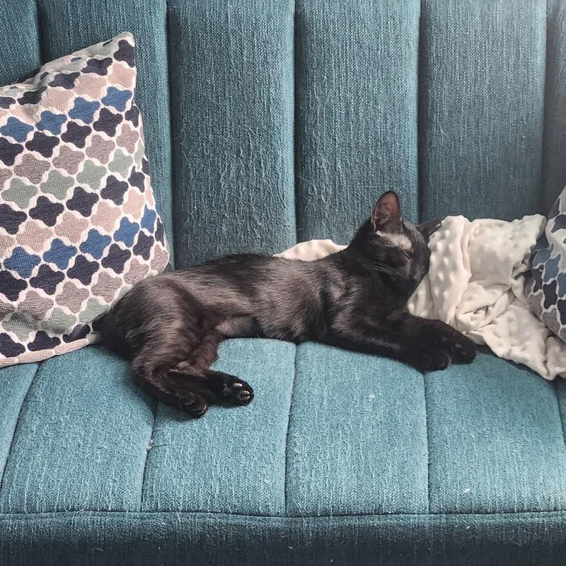 A young small-sized female Black Domestic Short Hair cat named Chief Furnancial Officer for adoption in Baltimore, MD