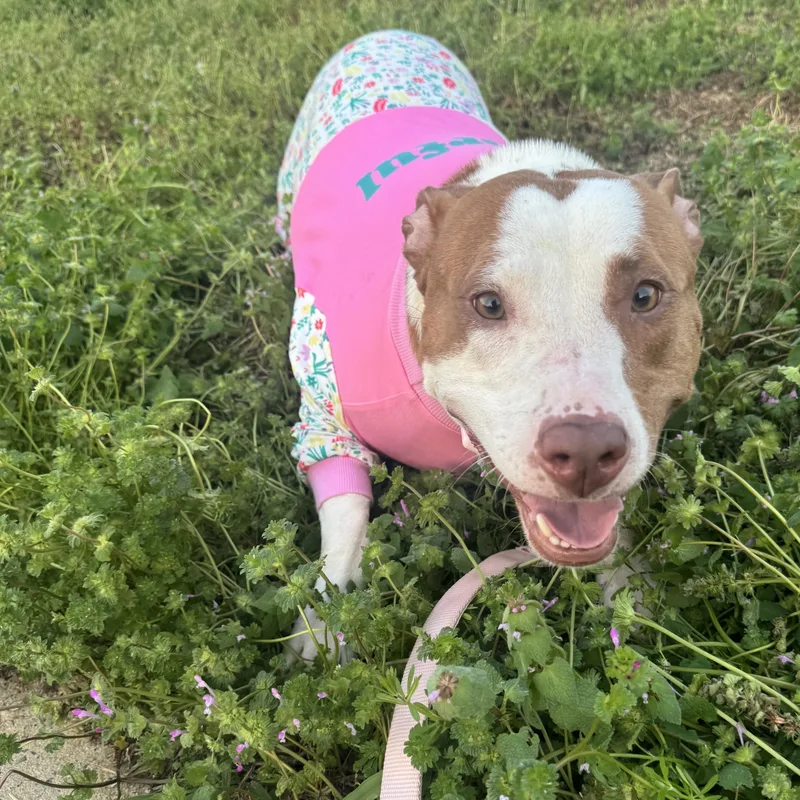 An adult medium-sized female Pit Bull Terrier dog named Honey for adoption in CUMMING, GA