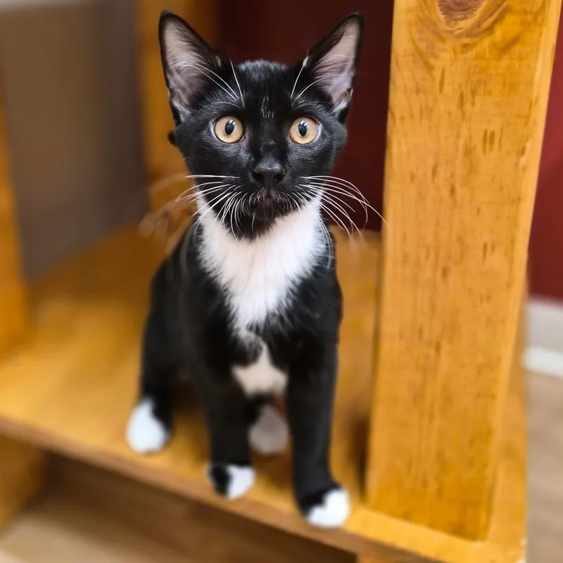 A baby medium-sized male Black Domestic Short Hair cat named Frank for adoption in Woodstock, IL