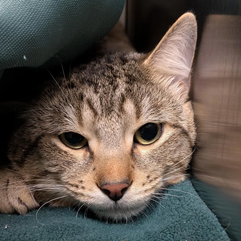An adult large-sized male Domestic Short Hair cat named Hashbrown for adoption in South Burlington, VT