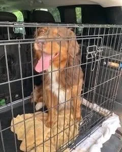 An adult medium-sized male Australian Shepherd dog named Murphy for adoption in Silver Spring, MD