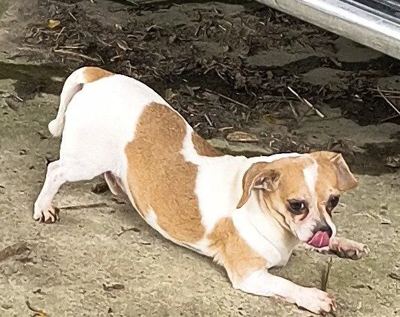 An adult small-sized male Dachshund dog named Sparky for adoption in Baileyton, AL