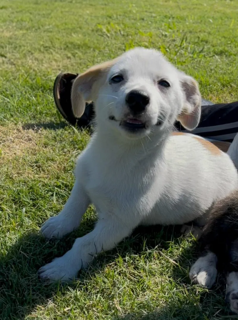 A baby small-sized male Chihuahua dog named Patches for adoption in Plano, TX