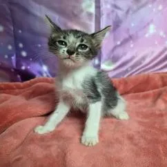 A baby small-sized male White Domestic Short Hair cat named Receipt for adoption in Fort Collins, CO