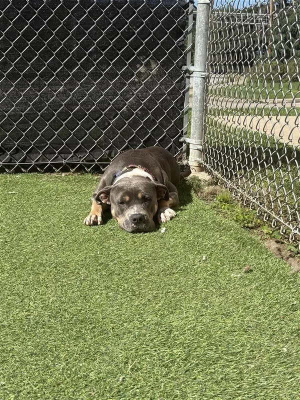 A young medium-sized female Terrier dog named Harper for adoption in New Kensington, PA