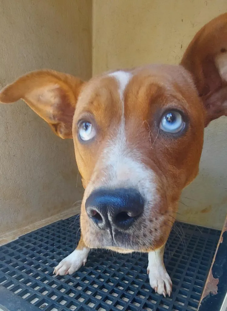 A young medium-sized female Mixed Breed dog named Julie for adoption in Cartersville , GA