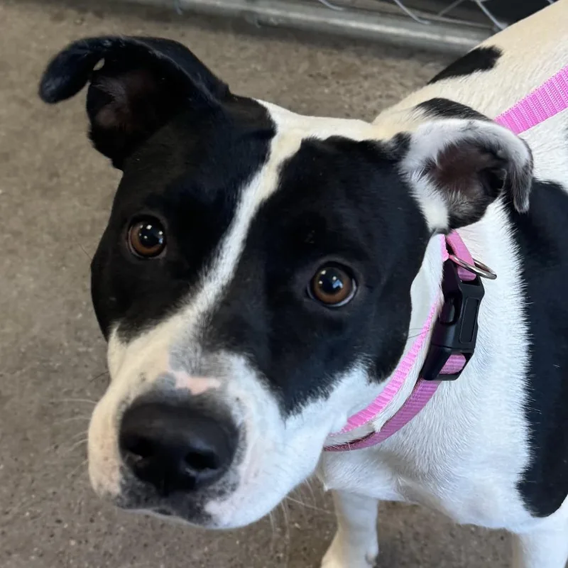 An adult medium-sized female White / Cream Mixed Breed dog named Helga for adoption in Las Cruces, NM