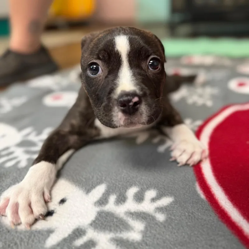 A baby medium-sized male Brindle Pit Bull Terrier dog named Starfish for adoption in Port Richey, FL