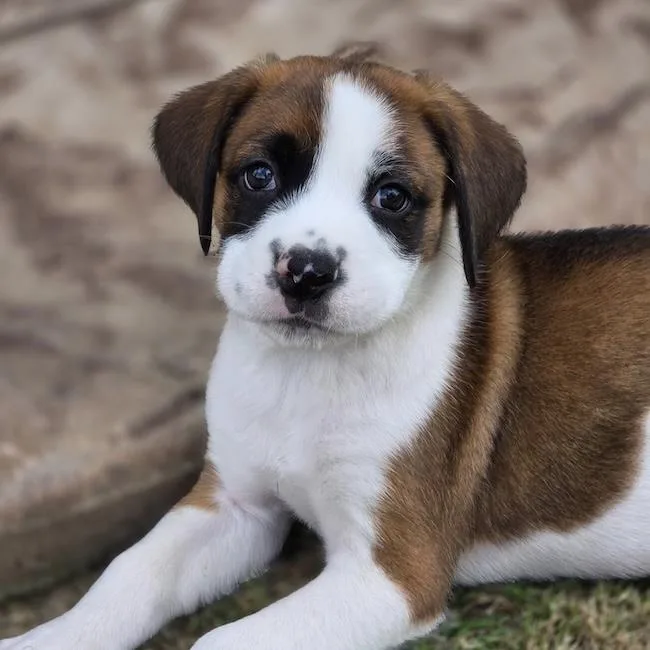 A baby large-sized male Boxer dog named Topsy for adoption in San Diego, CA