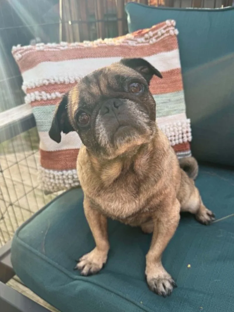 An adult medium-sized male Pug dog named Kopi for adoption in Pelham, MA