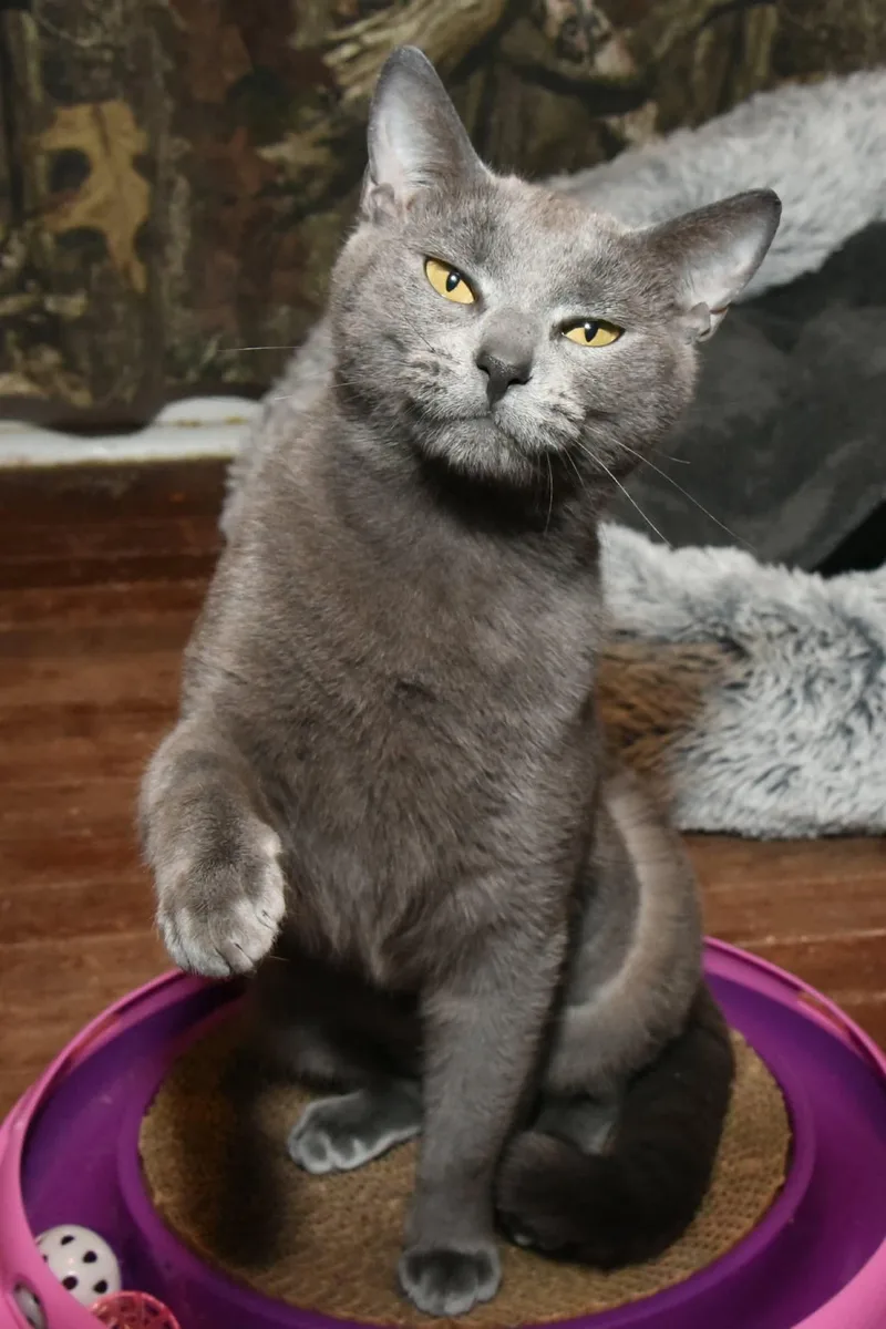 A young medium-sized female Gray / Blue / Silver American Shorthair cat named Dio for adoption in Johnstown, NY