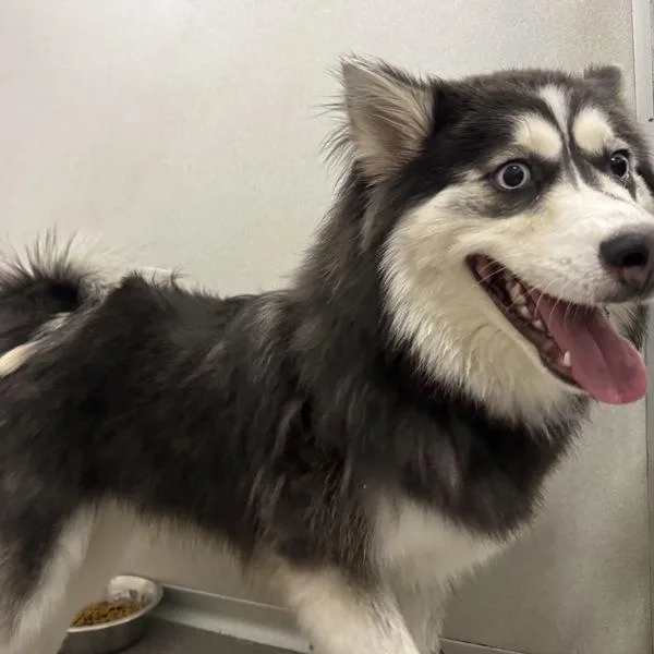 A young large-sized male Siberian Husky dog named Lumi for adoption in Des Moines, IA