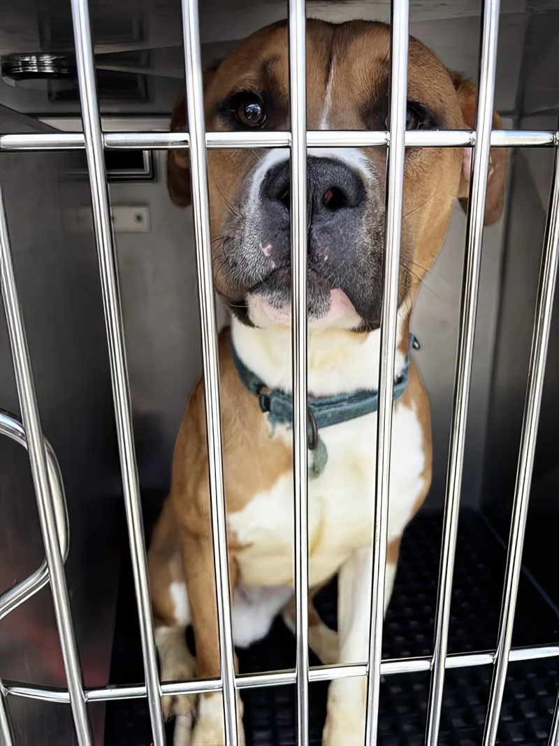 A young medium-sized male Mixed Breed dog named Raja for adoption in Nashville, TN