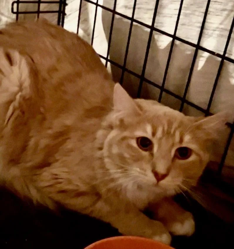 A young medium-sized female Buff / Tan / Fawn Domestic Medium Hair cat named Samantha April for adoption in Mokena, IL