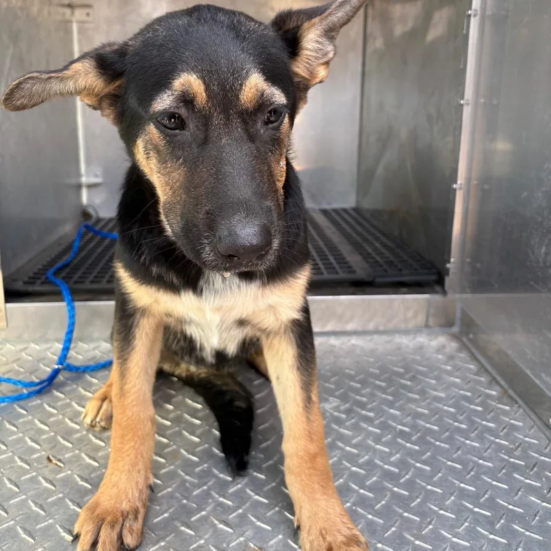 A baby medium-sized female Black German Shepherd Dog dog named Cheeto for adoption in Bryan, TX