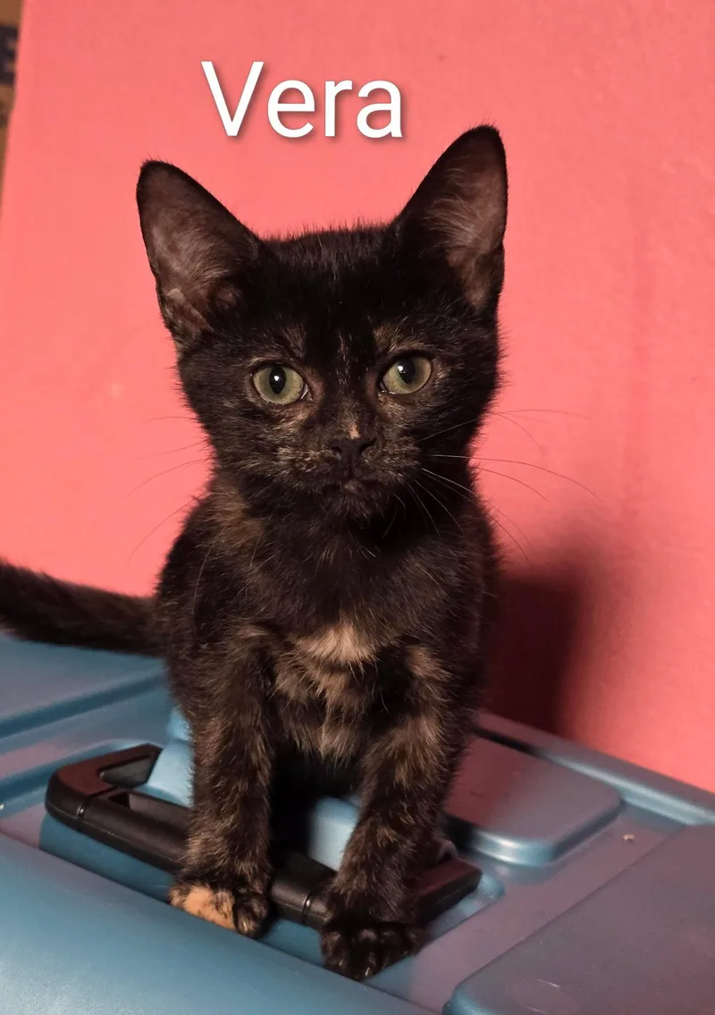 A baby medium-sized female Domestic Short Hair cat named Vera for adoption in Pensacola, FL