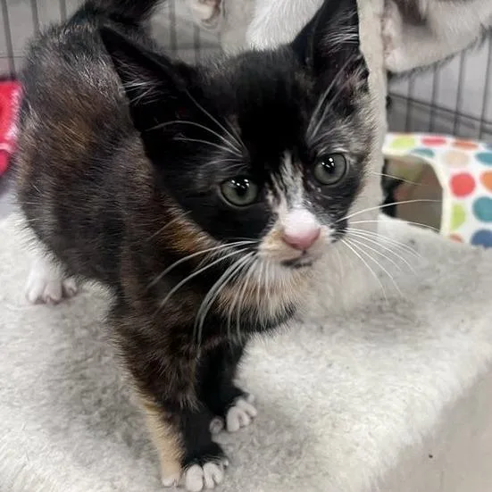A baby small-sized female Domestic Short Hair cat named Mabel for adoption in Woodstock, GA