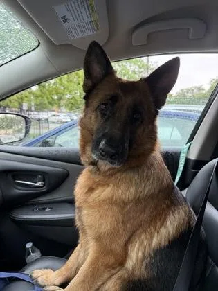 An adult large-sized female Shepherd dog named Aki for adoption in Fort Worth, TX