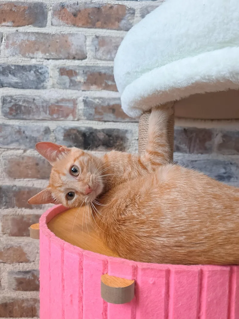 A young medium-sized male Domestic Short Hair cat named Melon for adoption in New Orleans, LA