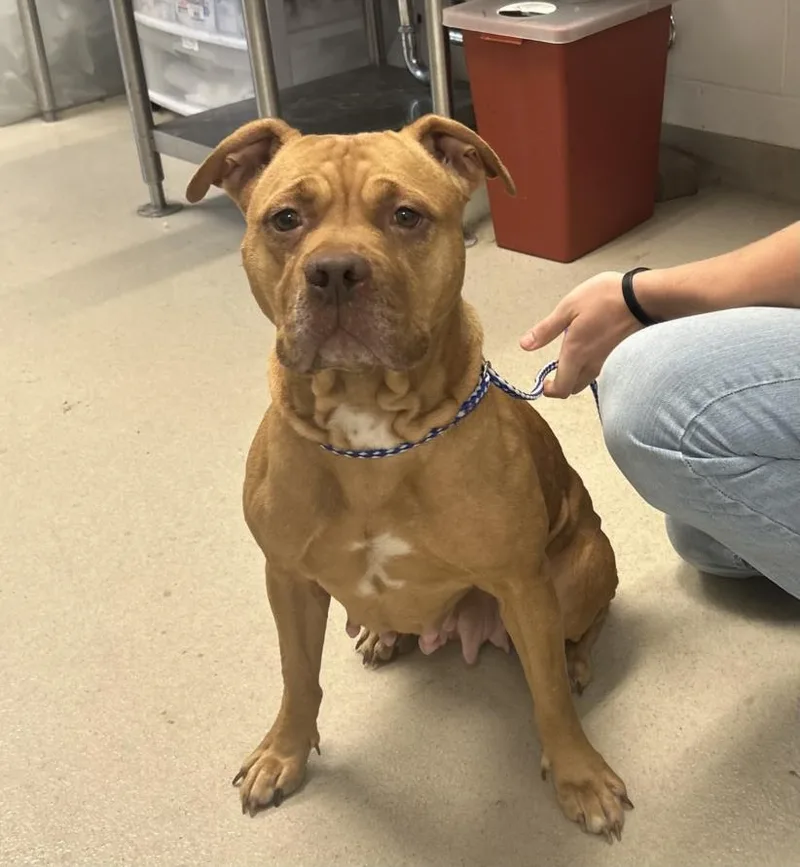 An adult medium-sized female Pit Bull Terrier dog named Mela for adoption in Chapel Hill, NC