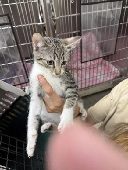 An adult small-sized male Domestic Short Hair cat named Johnny Storm for adoption in Conway, AR