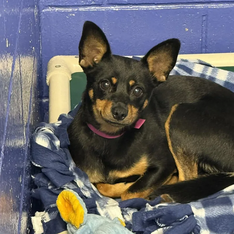 A young small-sized female Black Chihuahua dog named Ct Tootsie Roll for adoption in Eastford, CT