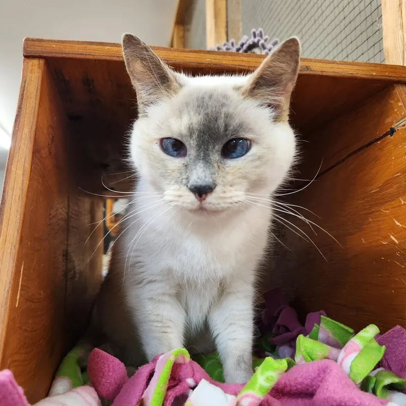 Priscilla