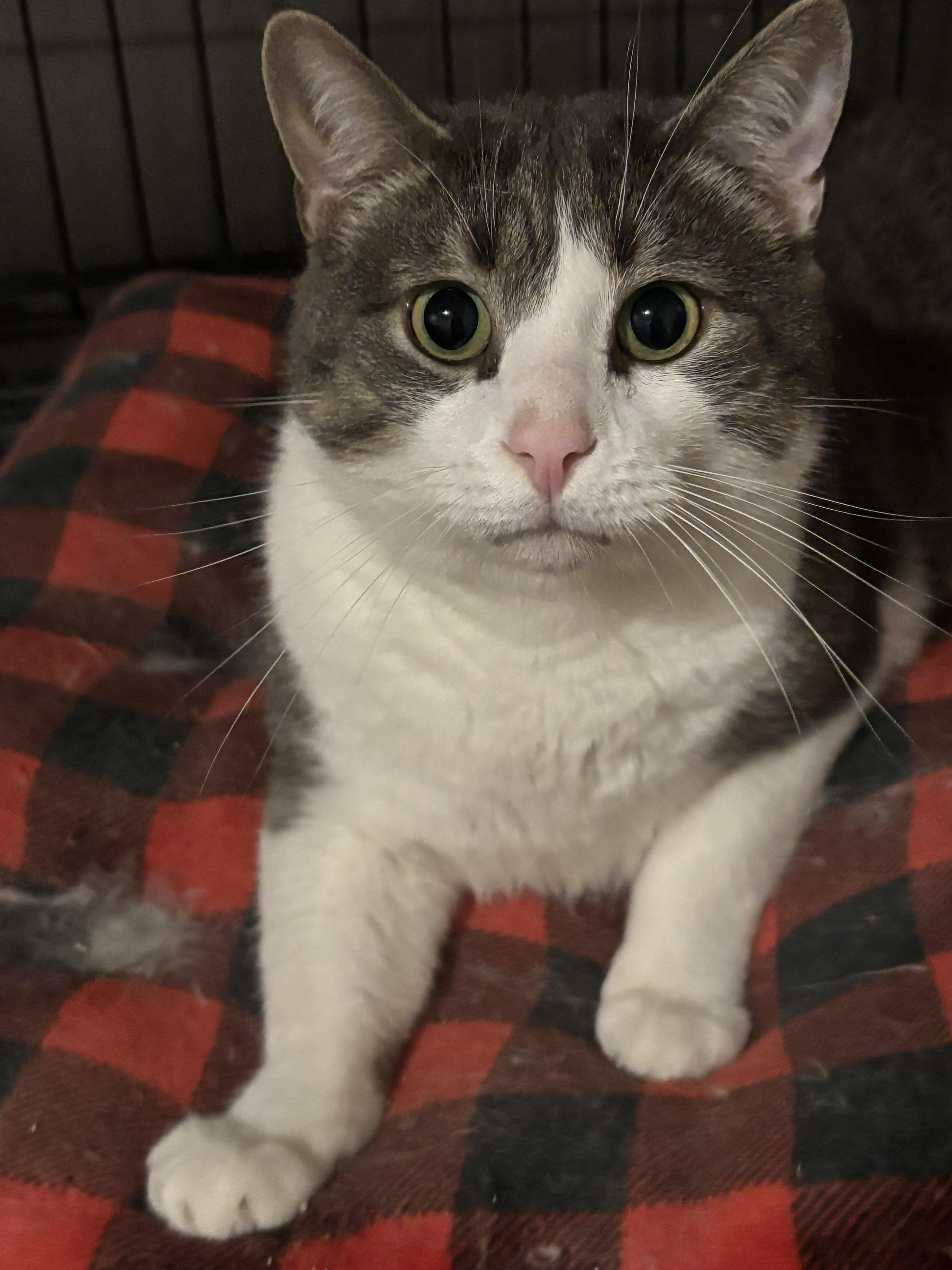 An adult extra large-sized male Gray & White Domestic Short Hair cat named Mr. Mittens for adoption in New Haven, CT