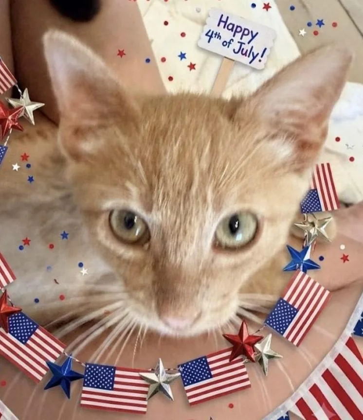 A baby medium-sized male Orange & White Domestic Short Hair cat named Branch for adoption in fort worth, TX