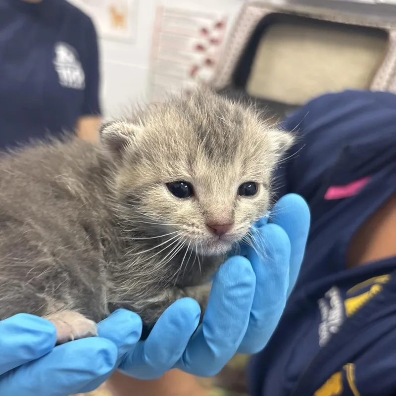 A baby small-sized male Gray / Blue / Silver Domestic Short Hair cat named Uno for adoption in West Palm Beach, FL