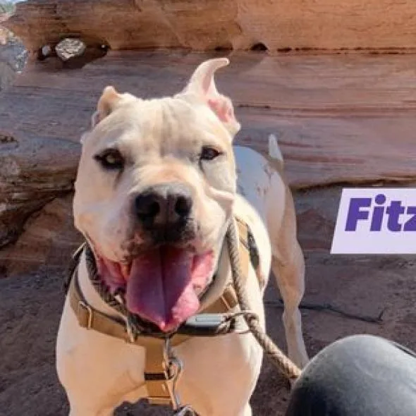 Fitz thumbnail 6