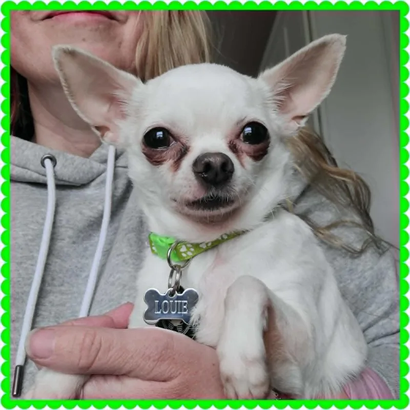 An adult small-sized male White / Cream Chihuahua dog named Louie Woo Woo D for adoption in Princeton, MN