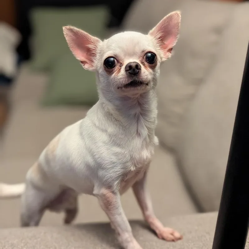 Louie Woo Woo D thumbnail 2