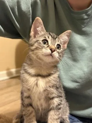 A baby small-sized male Brown / Chocolate Domestic Short Hair cat named Finn for adoption in Harbor Springs, MI