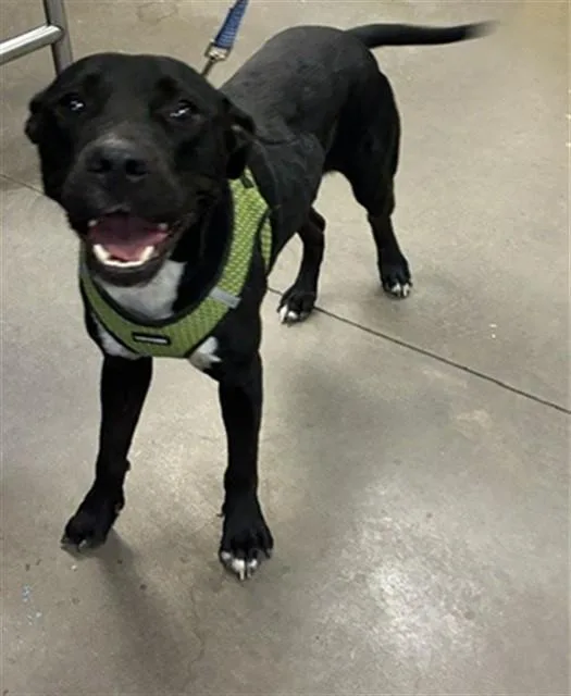 A young large-sized male Pit Bull Terrier dog named Pacman for adoption in Phoenix, AZ