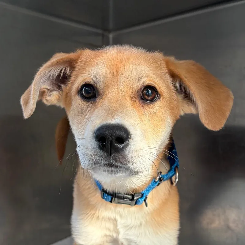 A baby small-sized female Yellow / Tan / Blond / Fawn Mixed Breed dog named Lyla for adoption in Middletown, RI