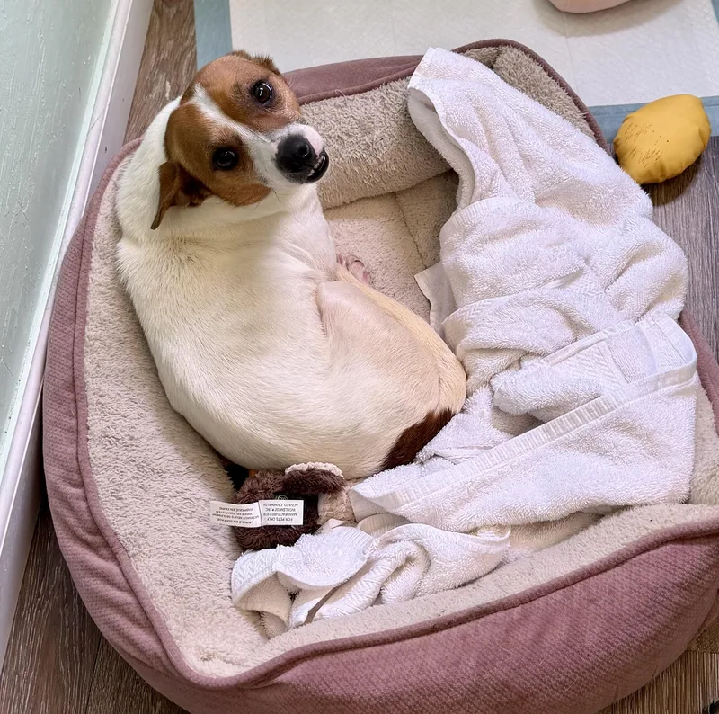 An adult small-sized male White / Cream Chihuahua dog named Raj for adoption in Sonora, CA