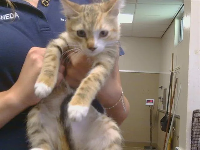 A baby small-sized female Domestic Short Hair cat named A for adoption in Sacramento, CA