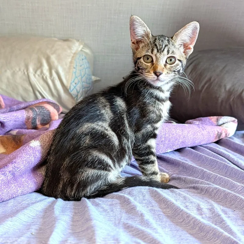 A baby small-sized female Brown / Chocolate Domestic Short Hair cat named AppleJax for adoption in Washoe Valley, NV
