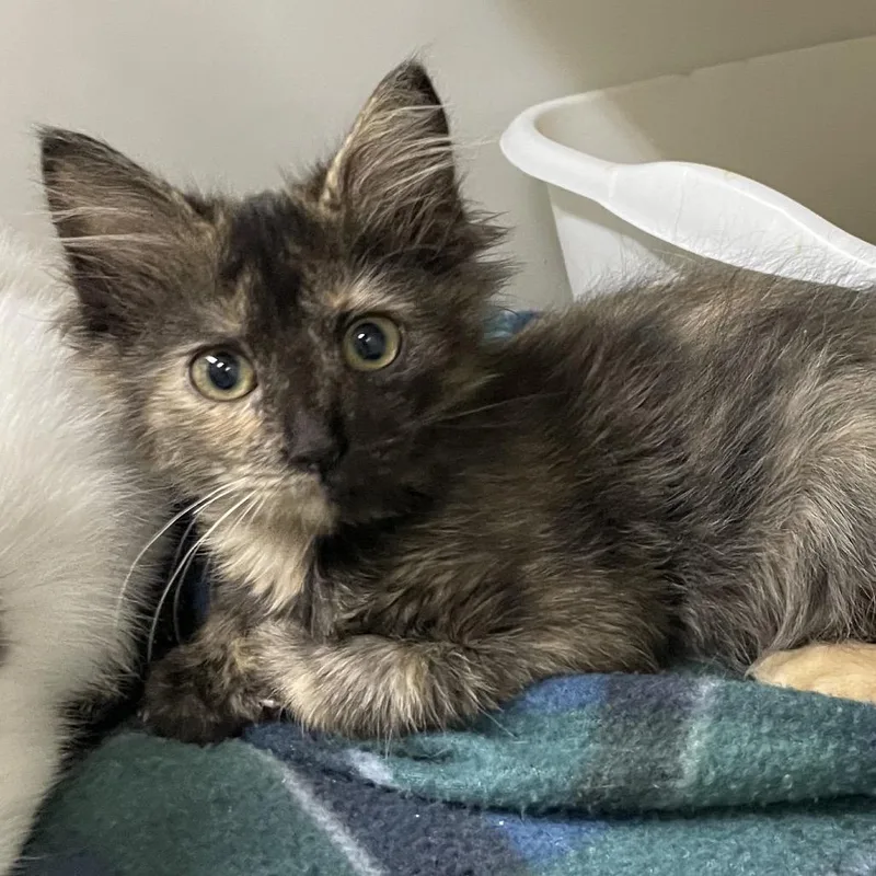 A baby small-sized female Tortoiseshell Domestic Medium Hair cat named Ladybug for adoption in Laredo, TX