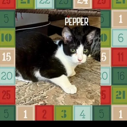 Pepper thumbnail 3