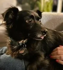 An adult small-sized male Black Chihuahua dog named Harvey for adoption in tracy, CA