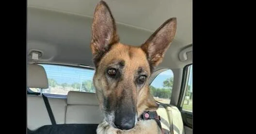An adult large-sized female Brown / Chocolate German Shepherd Dog dog named Misty for adoption in Dallas, TX