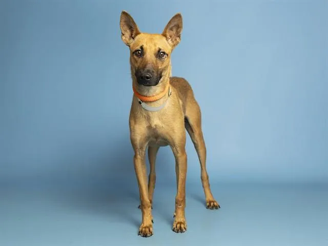 A young medium-sized male Belgian Shepherd / Malinois dog named Owen for adoption in Phoenix, AZ