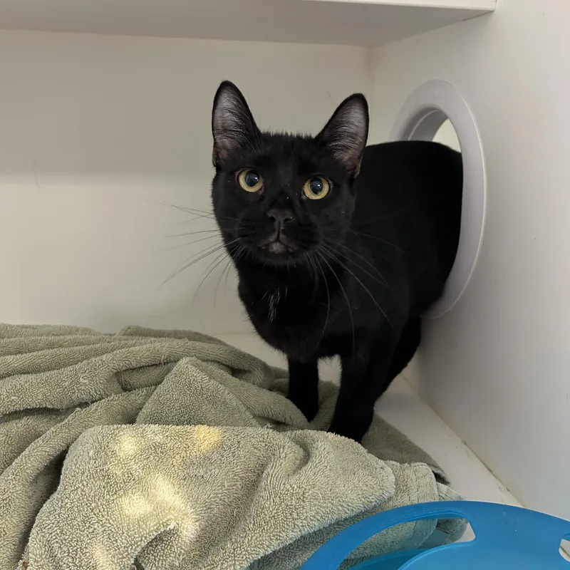 An adult medium-sized male Black Domestic Short Hair cat named Vinny & Paulie for adoption in La Grange Park, IL
